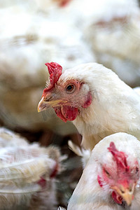 农场里的病鸡或悲伤鸡、流行病、禽流感、健康问题。