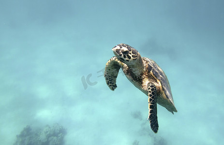 可爱的绿海龟 (Chelonia mydas)