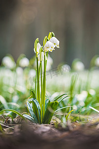 Leucojum vernum 或春天雪花-早春在森林里绽放的白花，特写宏观图片。