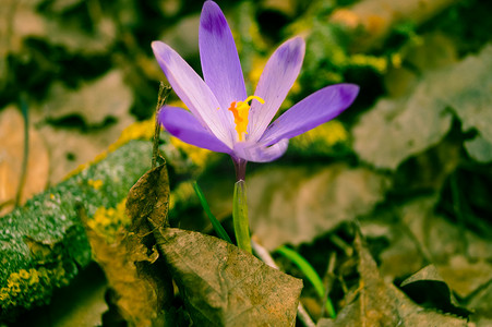 紫色春天的花朵照片效果