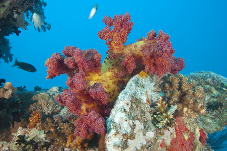 红海沉船摄影照片_沉船上美丽的软珊瑚