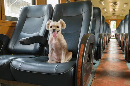 火车上的狗