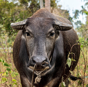 黑牛摄影照片_黑水牛或水牛