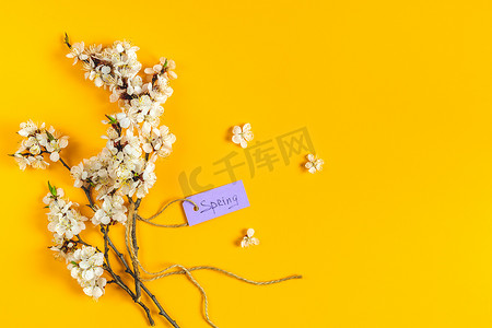 黄色背景简单摄影照片_在黄色背景的春天白杏开花的分支