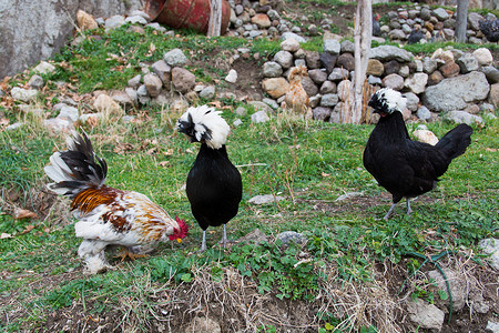鸡架摄影照片_黑苏丹鸡和梵天鸡