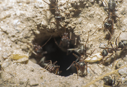 巢穴宏中的蚂蚁