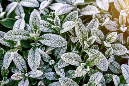 有选择地聚焦冷冻田间植物的初霜，深秋特写。