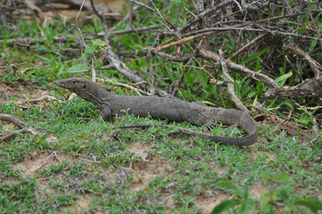 斯里兰卡雅拉国家公园的水巨蜥
