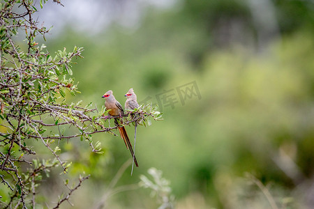 两只红脸鼠鸟坐在树枝上。