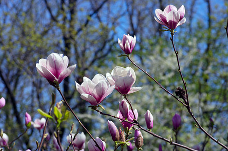 玉兰树摄影照片_玉兰树美丽的粉红色花朵
