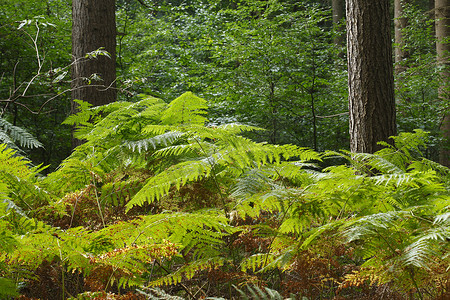 树林里的树木和蕨类植物，德国，欧洲