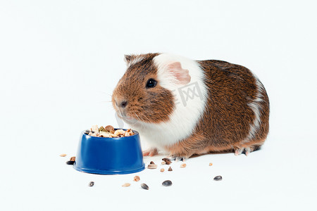 豚鼠从白色背景中的蓝色碗里吃食物