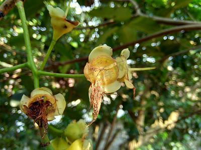 yzygium aqueum（水玫瑰苹果、水苹果、铃果）花与自然背景。