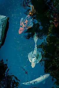 美国德克萨斯州达拉斯附近的水上花园，有景观岩石和色彩缤纷的锦鲤在游泳