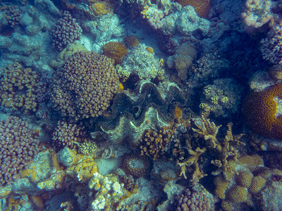 靠近珊瑚湾的宁格鲁礁珊瑚之间的巨型蛤蜊大贝壳