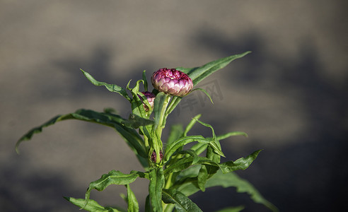 残菊摄影照片_永生花，又名残菊，学名Xerochrysum bracteatum，是菊科植物的一种