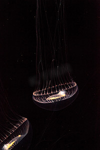 水晶水母维多利亚多管发光水母是一种生物发光水螅动物