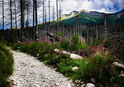 与干燥树的早晨山风景