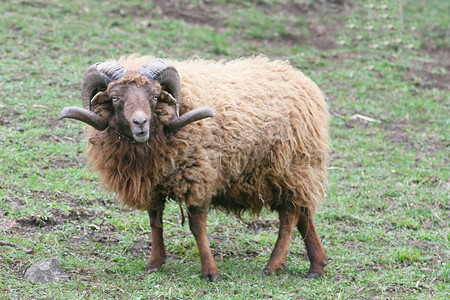野人摄影照片_美丽稀有品种的绵羊 ram Skudde (Ovis ammon f. Aries) 美丽稀有品种的绵羊 ram Skudde,(Ovis ammon f. aries)