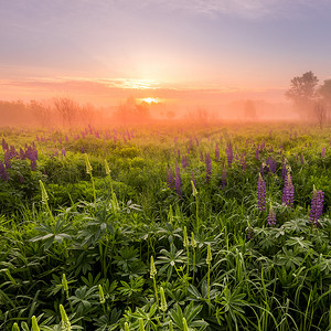 春天摄影照片_春天或初夏，田野上的日出覆盖着开花的羽扇豆，早晨的背景是雾和树木。