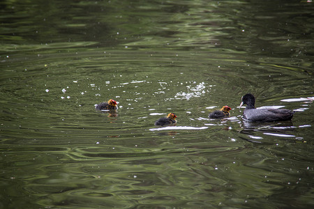 鸭子在城市公园的池塘里游泳