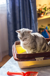 猫坐在猫砂盒或托盘中。
