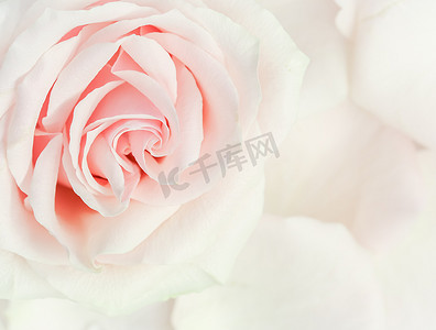 软焦点，抽象花卉背景，粉红色玫瑰花。
