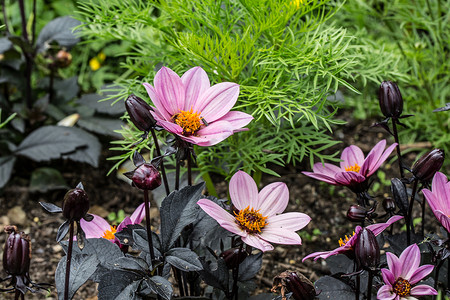 红色盆栽植物摄影照片_床上用品植物中的粉红色紫罗兰花