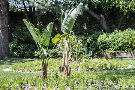 城堡花园中的棕榈和绿色植物