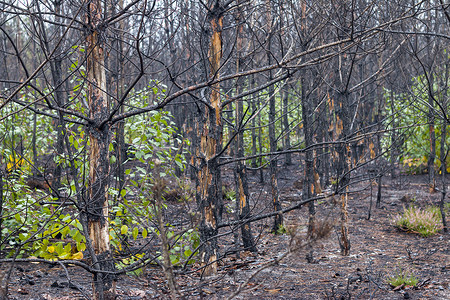 烧毁的森林自然污染