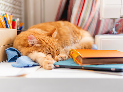 可爱的姜黄色猫睡在办公用品和缝纫机之间。