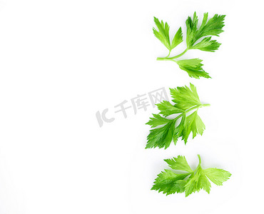 白色背景中新鲜的绿色芹菜叶，健康食品