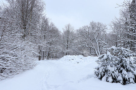 下雪的森林摄影照片_雪地上有痕迹的森林景观。