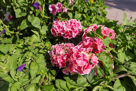 盆栽摄影照片_盆栽的绣球花。