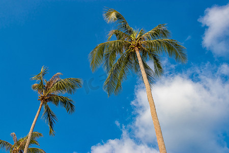 椰树椰子摄影照片_蓝天映衬下的椰树