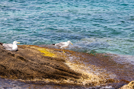 罗德岛曼德拉基港水中岩石上的海鸥