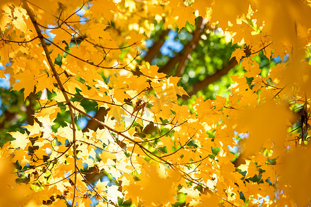 秋海枫叶树中的橙黄色叶子