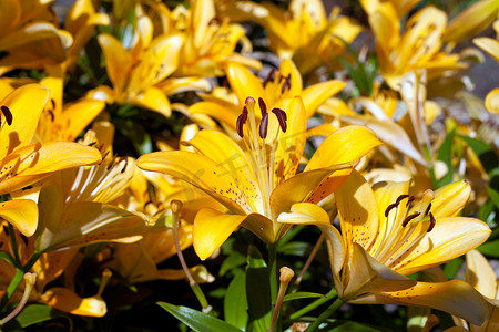 名为 Fata Morgana 的黄色百合花在阳光下生长在花园里。