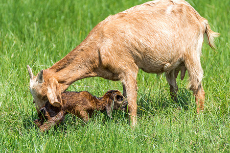 山羊宝宝新生儿和妈妈山羊