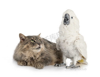 猫白背景摄影照片_猫和白凤头鹦鹉