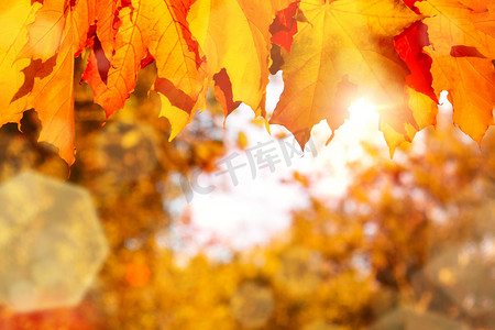 秋天的枫叶在落日的阳光下落在森林里 — 美丽的秋天背景