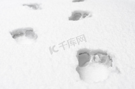 狗脚印骨头摄影照片_赤脚在白雪上的脚印关闭