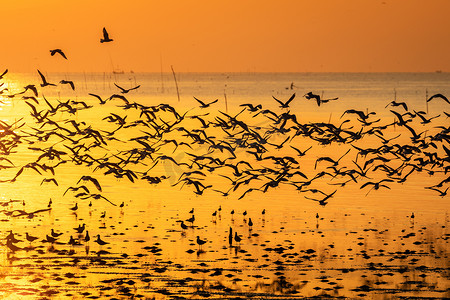 日出时在海滩上现出轮廓的飞行海鸥。