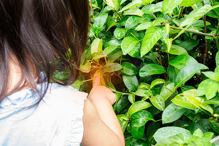 亚洲小女孩在茶园采茶叶的画像，昆虫咬了她的手。