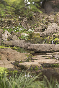 日本茶馆池塘石景苔藓