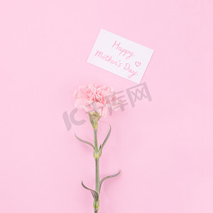美丽、清新优雅的康乃馨花束，配有白色问候感谢礼品卡，隔离在亮粉色背景、顶视图、平躺概念上。