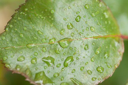 雨叶