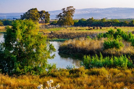 恩阿菲克自然保护区内有亚洲水牛的湿地