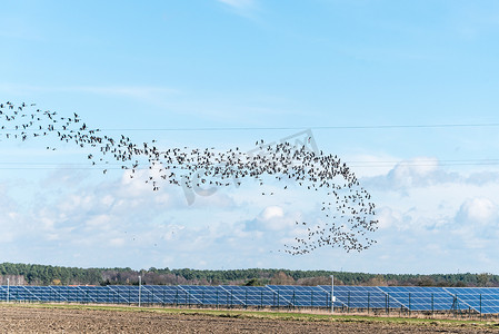一大群鸟儿飞过光伏太阳能农场