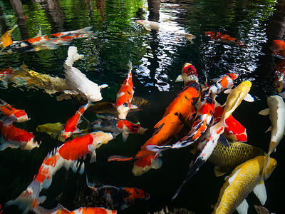射箭吉祥物摄影照片_花式鲤鱼，镜子鲤鱼，锦鲤，Nishikigoi 动物吉祥